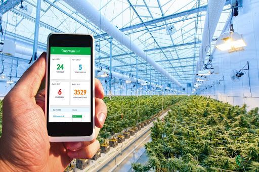 Enabling Cannabis Producers to Grow Smarter